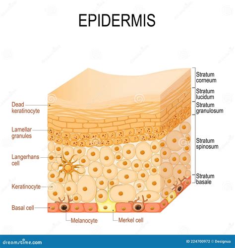 Anatomy Of Epidermis Epidermis Layers Of The Epidermis Skin Structure ...