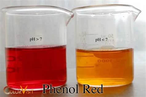 Why Does Phenol Red Change Color? PH Indicator!