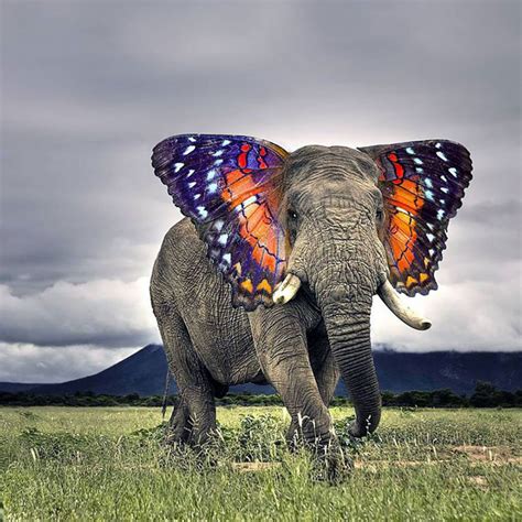 15 Hybrid Animals Born In The Land Of Photoshop | DeMilked