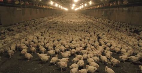 Birds From A Free-Range Chicken Farm Are Filmed And This Is What ...