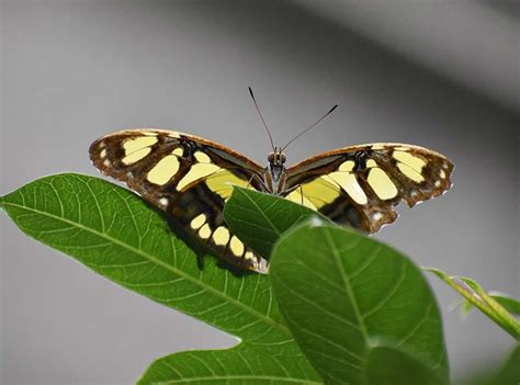 Butterfly House | Butterfly House & Aquarium