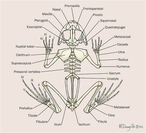 Typical Vertebra Of Frog