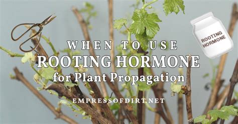 When to Use Rooting Hormone for Plant Propagation