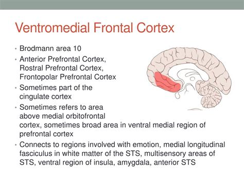 PPT - Prefrontal Cortex PowerPoint Presentation, free download - ID:2259553