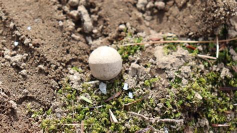 Archeologists unearth musket balls from first battles of Revolutionary ...