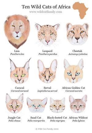 Wild Cat Posters ~ Wild Cat Charts ~ Big Cat Prints