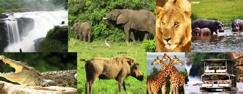 Best National Parks in Uganda - uganda national parks, uganda safaris