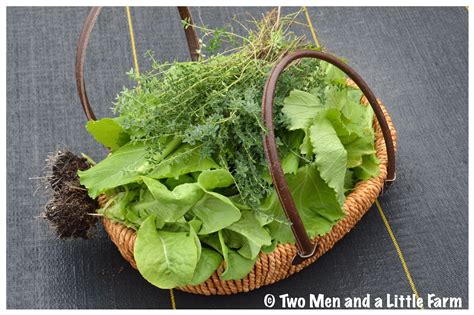 Two Men and a Little Farm: FALL GARDEN HARVEST