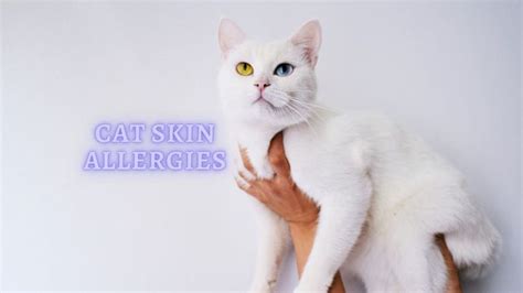 ᐈSkin Allergies in Cats Symptoms: How to Treat Cat Skin Allergy