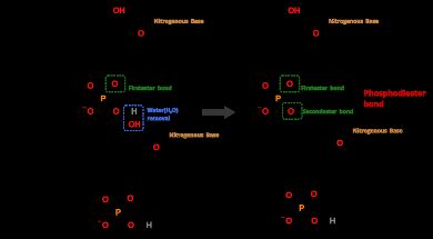 Phosphodiester Bond: Definition, Formation, Importance - PSIBERG