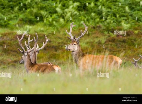 Red Deer Scotland United Kingdom Stock Photo - Alamy