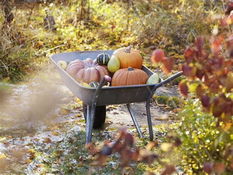 Fall Vegetable Gardening Tips