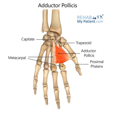 Adductor Pollicis Longus Muscle