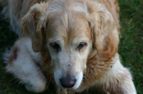 Golden retriever Free Photo Download | FreeImages