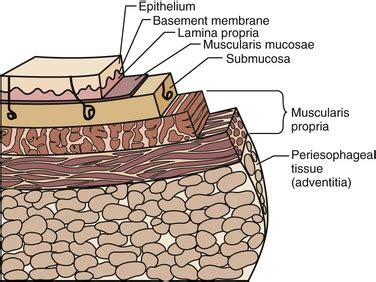 Layers Of Esophagus Wall