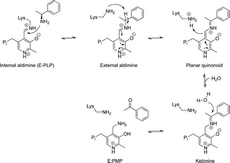 Transamination Mechanism