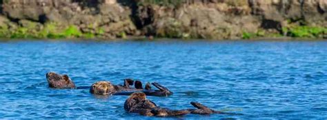 Meet the Sea Otters: Species, Habitat, and Behaviors - Sea Otter ...