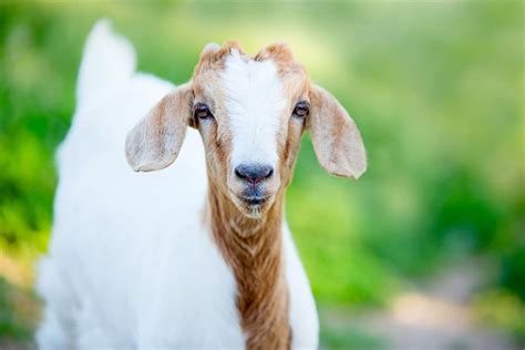 Goat Name Generator - [235+ Totally Awesome Ideas!]