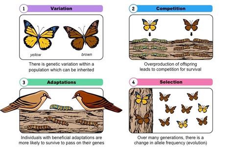 Evolution and Natural Selection Module 2 Diagram | Quizlet