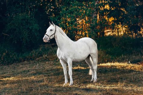 Trending Now: The Most Exquisite White Horses Worldwide (Video)