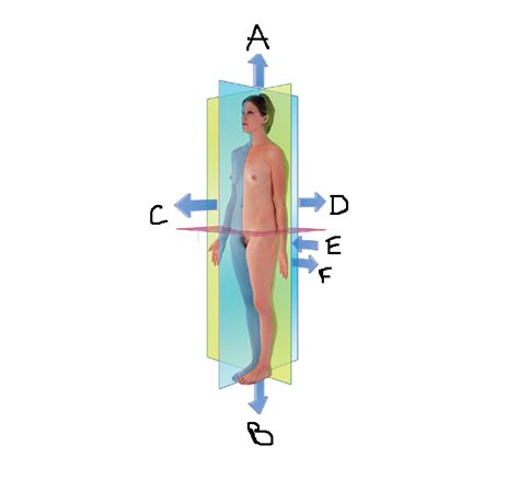 Anatomical Direction Diagram | Quizlet