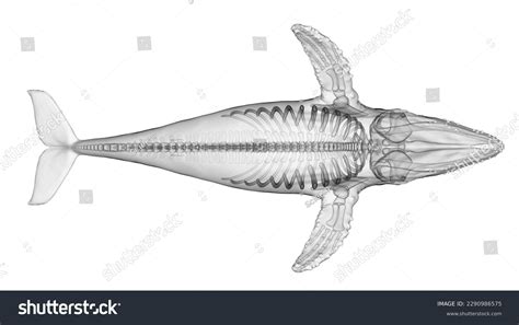 Humpback Whale Skeleton Diagram