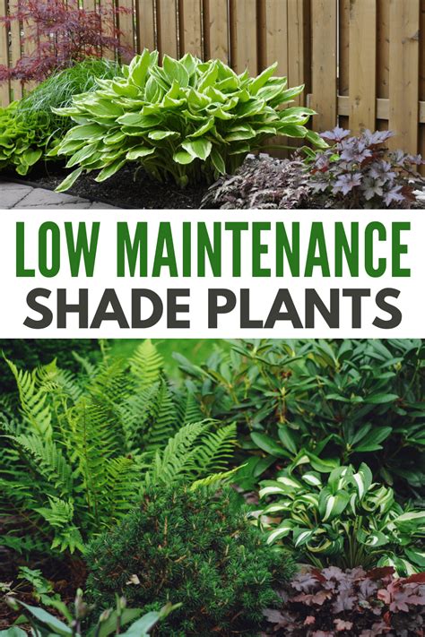 Must-have Low Maintenance Shade Plants