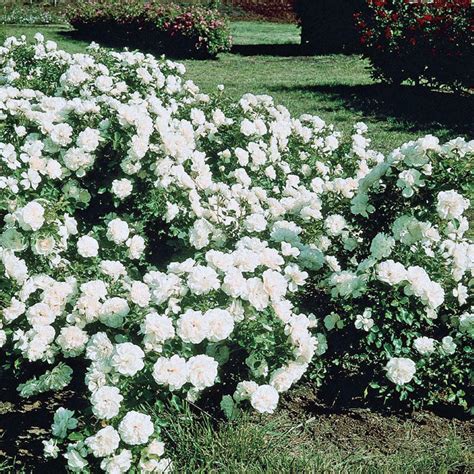 White Meidiland Groundcover Rose | Breck's