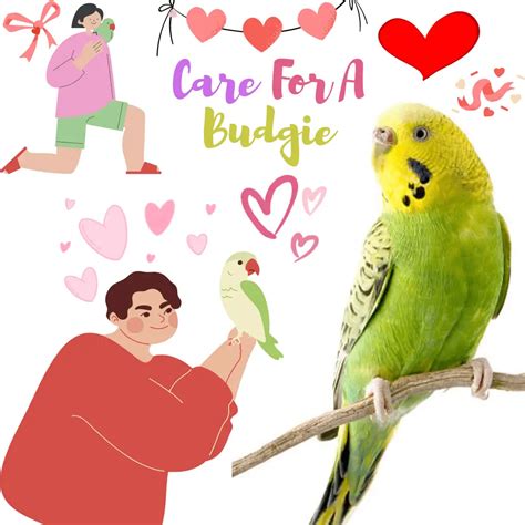 Care for a budgie - All you need to know about How to care for a budgie