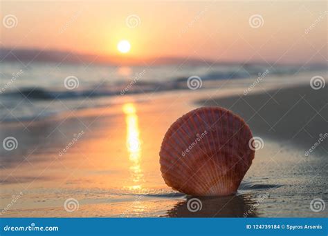 Sea Shell on the Beach at Sunset Stock Photo - Image of memories ...