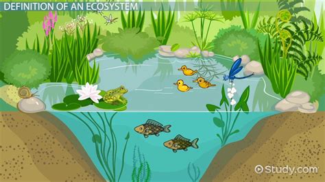 Ecosystem Definition, Types & Examples - Video & Lesson Transcript ...