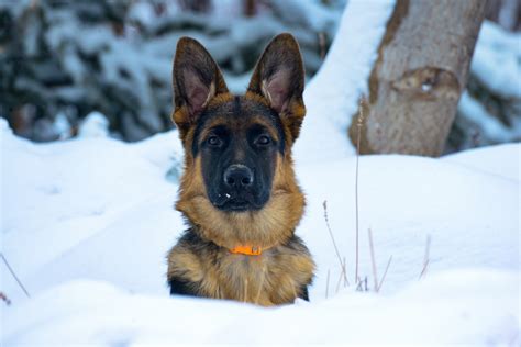 Pet, German Shepherd, Dog, Snow wallpaper - Coolwallpapers.me!