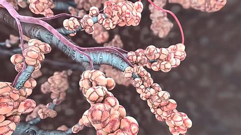 Respiratory System Alveolipulmonary Alveolusplural Pulmonary Alveoli ...