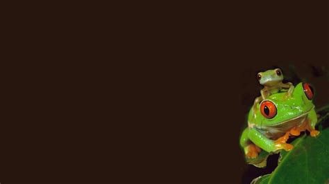 🔥 [80+] Funny Frog Wallpapers | WallpaperSafari