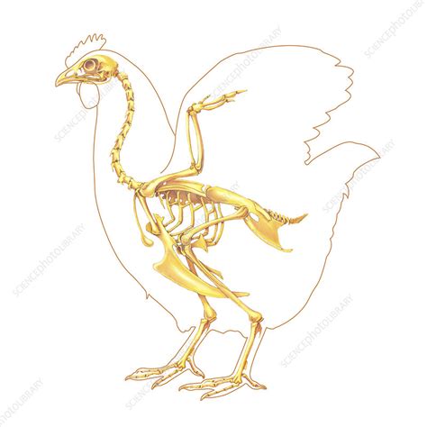 Hen anatomy, illustration - Stock Image - C052/3241 - Science Photo Library