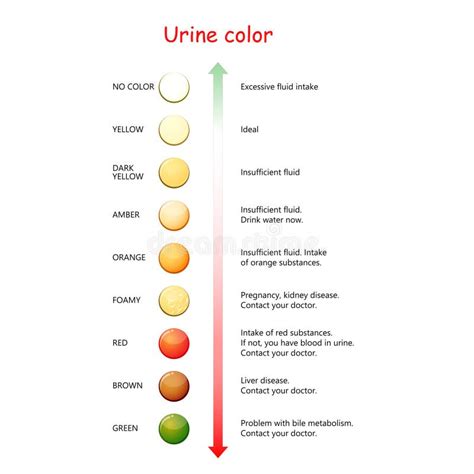 Urine Stock Illustrations – 11,726 Urine Stock Illustrations, Vectors ...