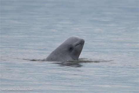 Beluga Whale Sounds Aid Scientific Understanding Of When Whales Are ...