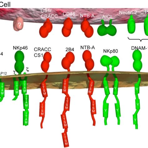 Cellular dimensions. The dimensions of the NK cell line NKL (left) and ...