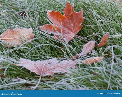 Hoar-frost stock image. Image of seasons, leaves, autumn - 23327241