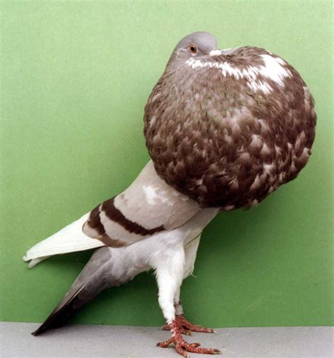 Norwich Cropper Pigeon Pictures ~ ENCYCLOPEDIA OF PIGEON BREEDS