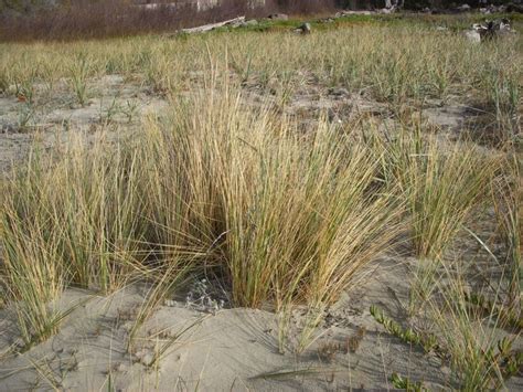 Ammophila arenaria Profile – California Invasive Plant Council