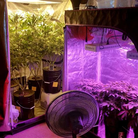 Complete Guide to Grow Tents for Cannabis | Grow Weed Easy