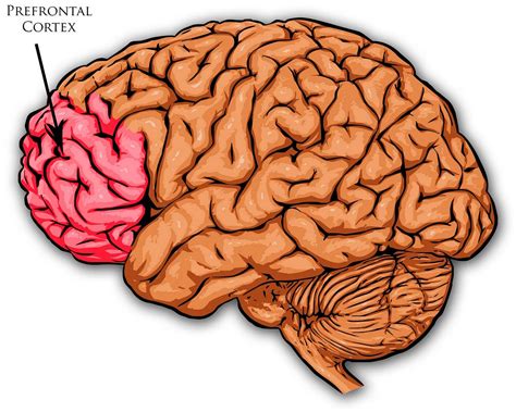 Build that Prefrontal Lobe up. Hi there, neuro beginners! Welcome back ...