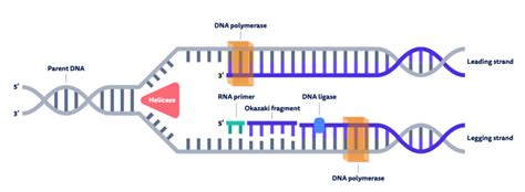 Primers in RNA replication