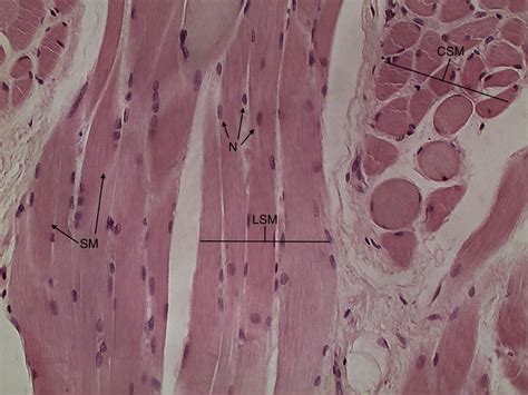 Skeletal Muscle Histology