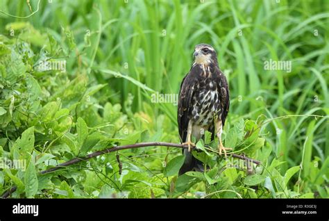 Immature common Black hawk (Buteogallus anthracinus) in Panama, bird of ...