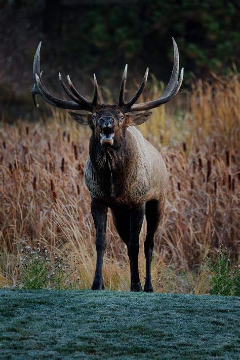 Bugling Bull Elk : r/wildlifephotography