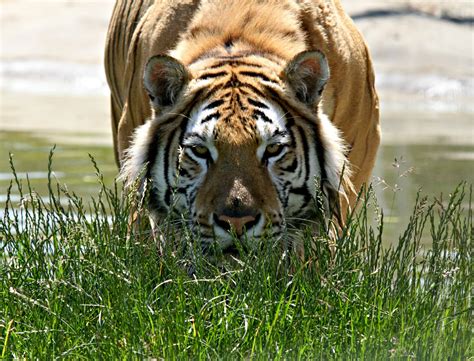 Photographing wildlife and big zoo animals at Noah’s Ark Zoo Farm ...