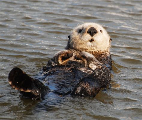 Sea Otters: More than Just a Cute Face - The National Wildlife ...