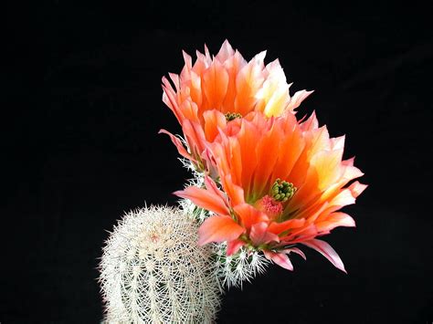 Free picture: cactus, cacti, flower, reddish petals, desert plant